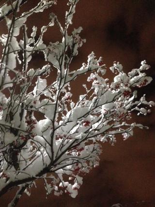 雪です。_img