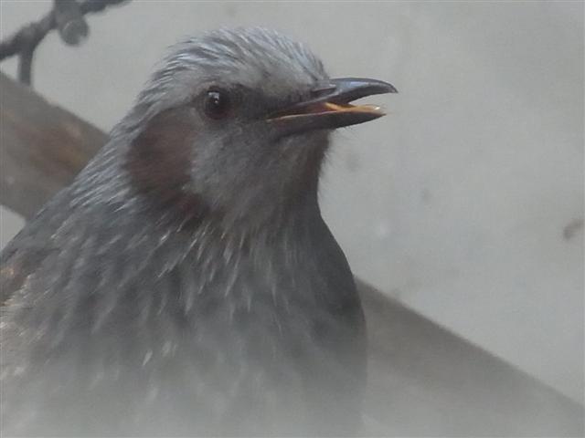　　　す
midashi2　　　う_img