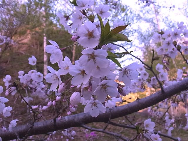 桜_img