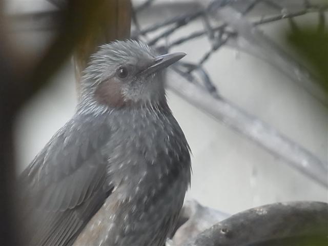 閑古鳥_img