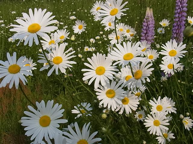 花・華_img
