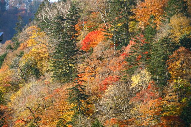 紅葉_img