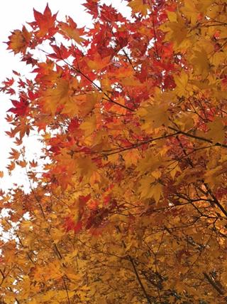 紅葉_img