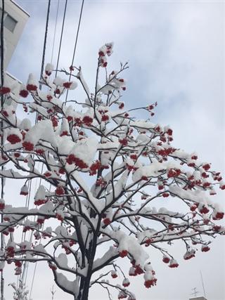 雪_img