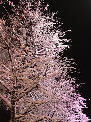 クリスマス_img