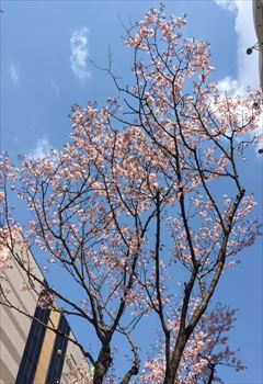 桜_img
