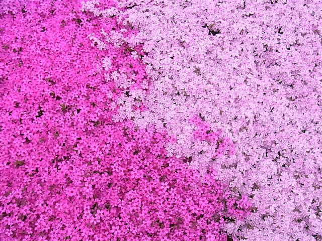 ご_img