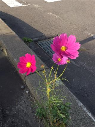 毛替わり_img