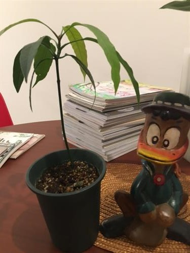 真夏の果実_img