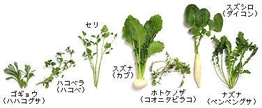 春の七草_img