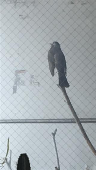 ヒヨ鳥_img