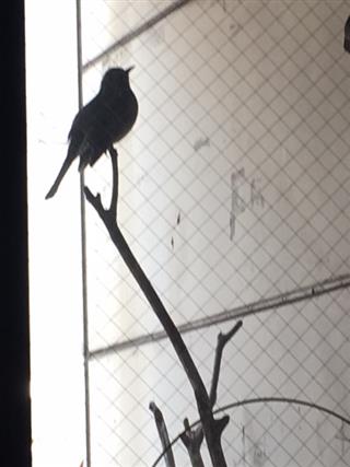 ヒナ_img
