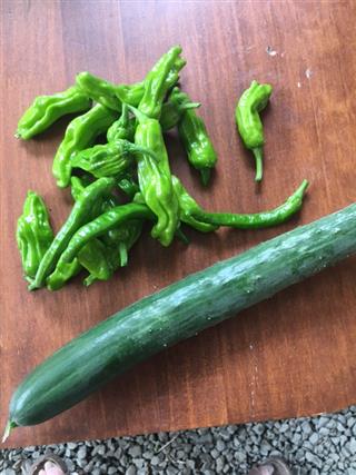 菜園_img