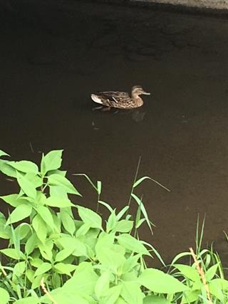 カモ_img