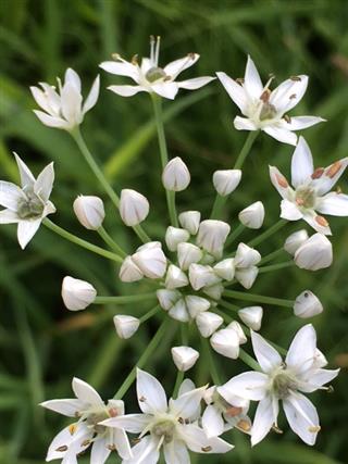 ニラの花_img