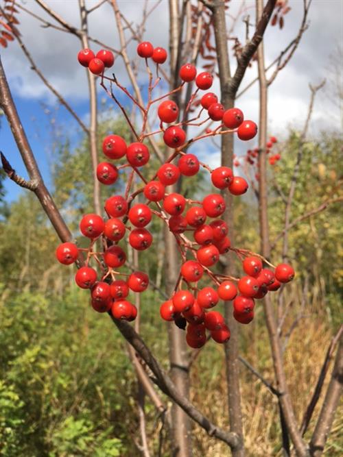紅葉_img