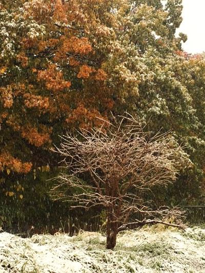 初雪_img