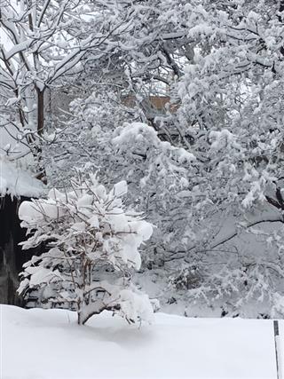 大雪だ_img