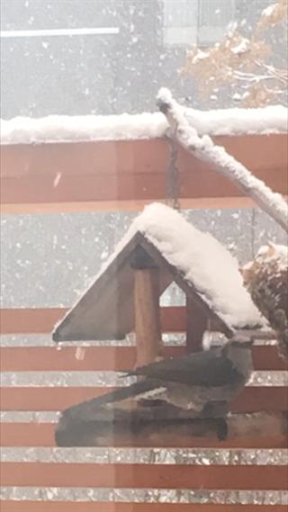 また雪だよ_img
